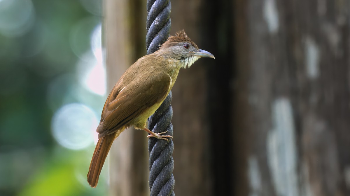 Gray-cheeked Bulbul - ML626953763