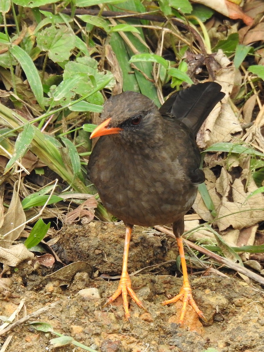 Great Thrush - ML626953863