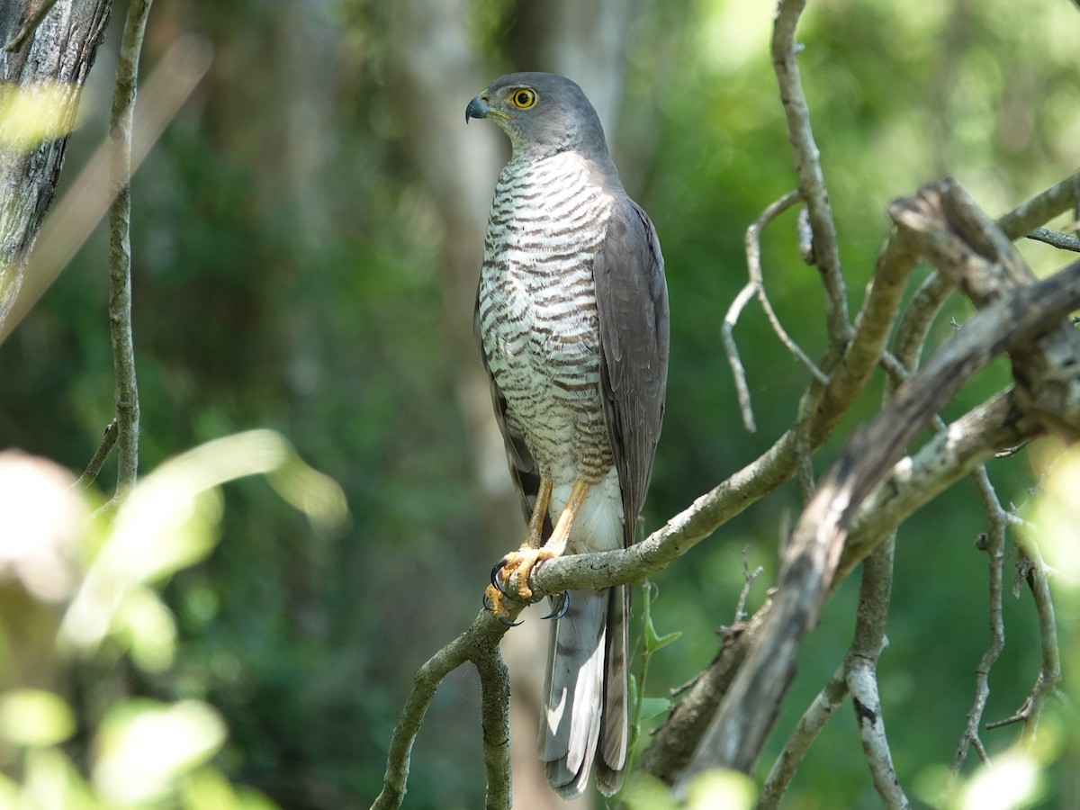 African Goshawk (Southern) - ML626953876