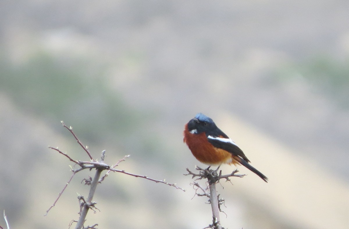 White-throated Redstart - ML626953885