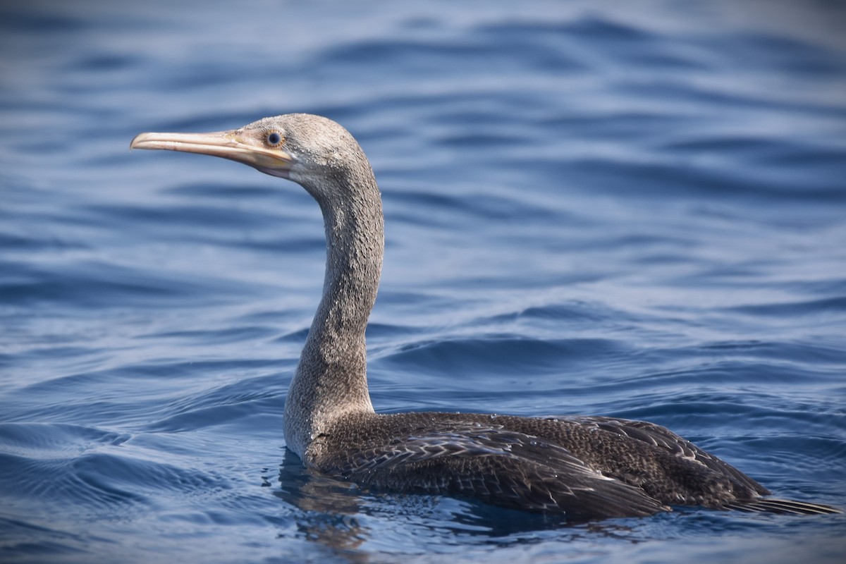 Socotra Cormorant - ML626953914