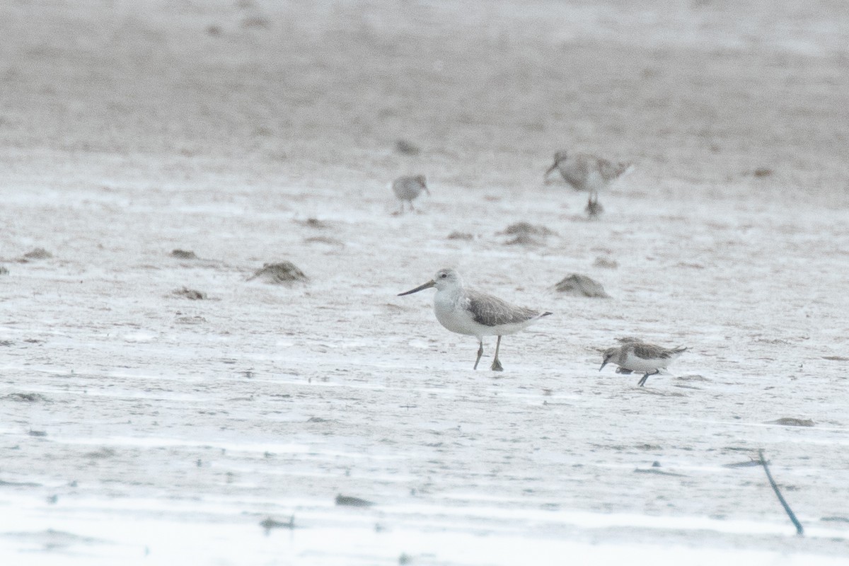 諾氏鷸 - ML626953964