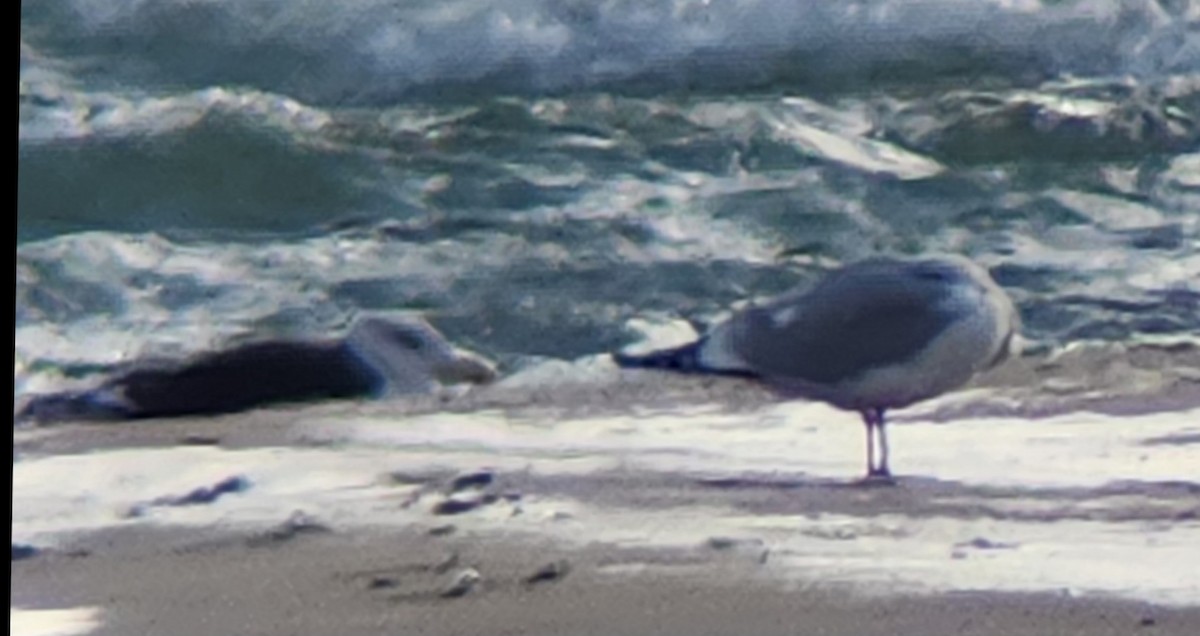 Great Black-backed Gull - ML626954005