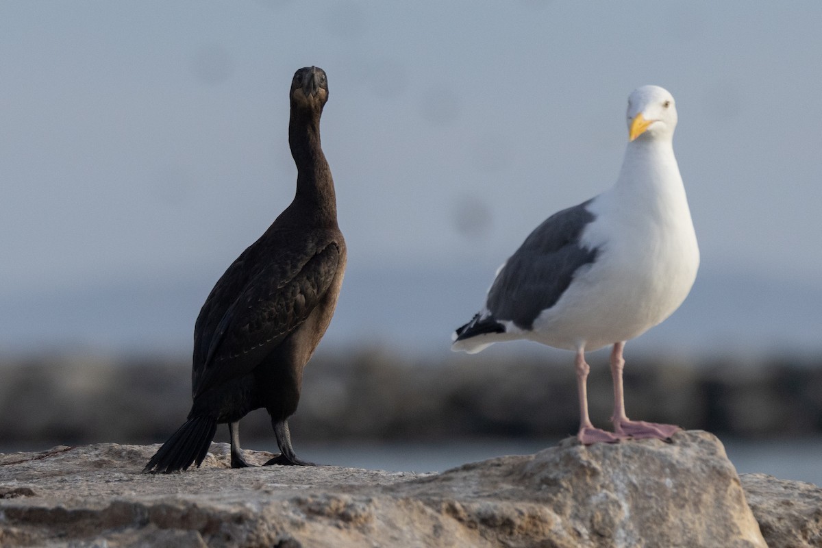 Brandt's Cormorant - ML626954071