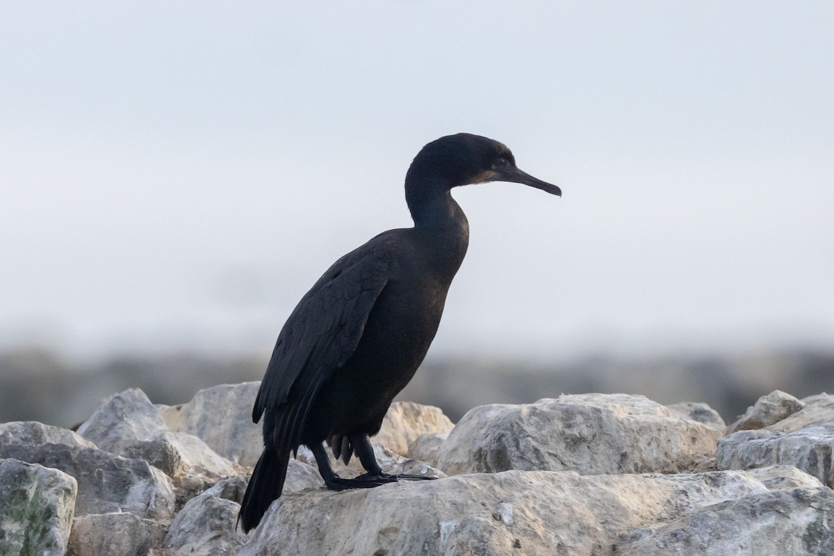 Brandt's Cormorant - ML626954089