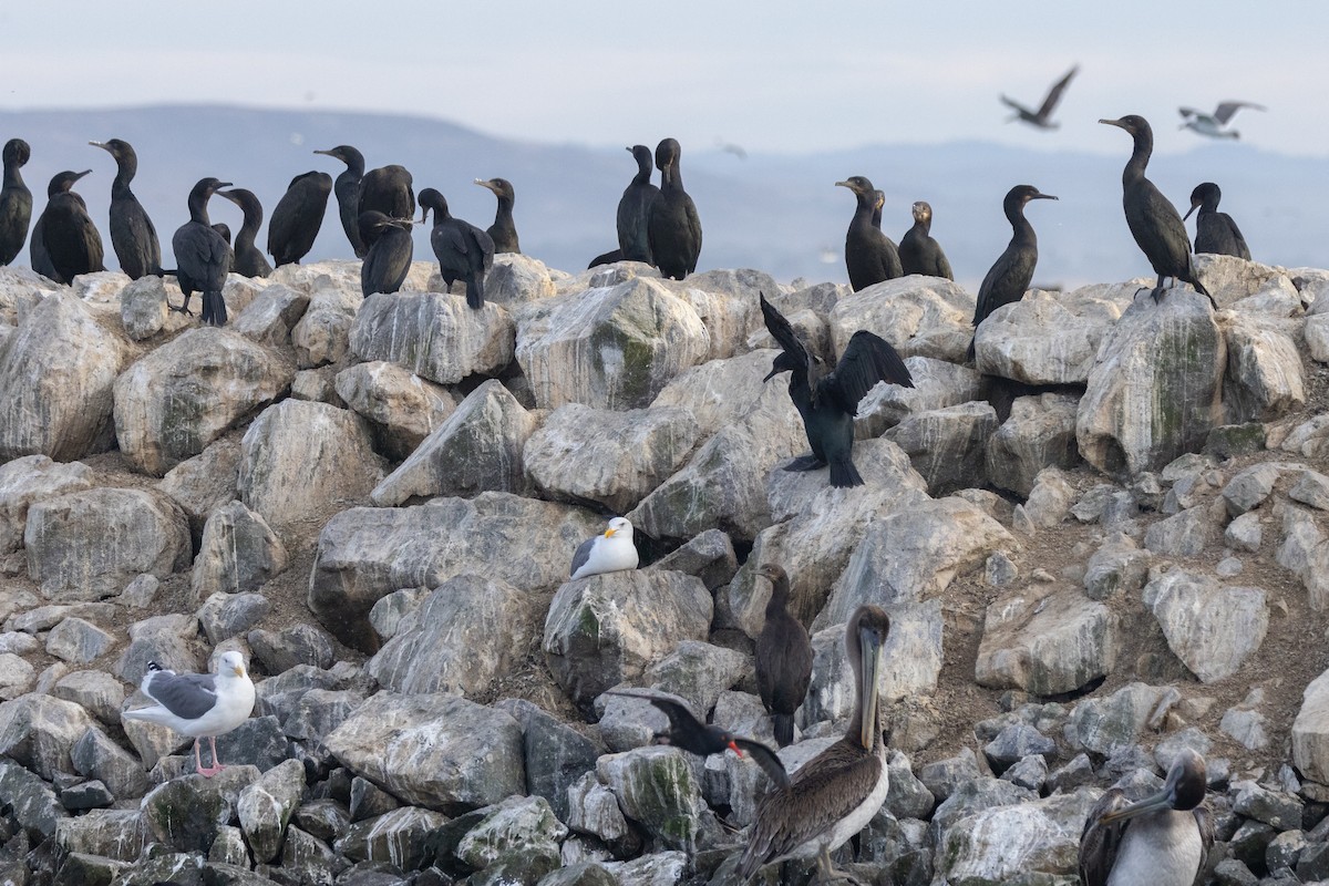 Brandt's Cormorant - ML626954104