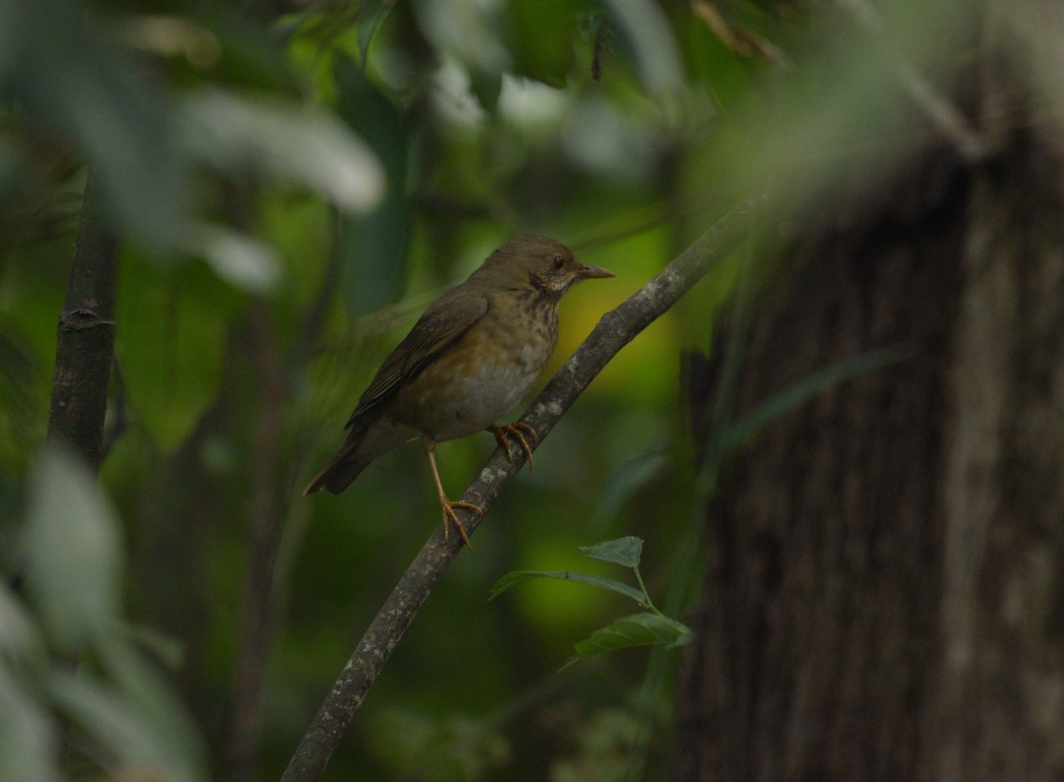 Tickell's Thrush - ML626954186
