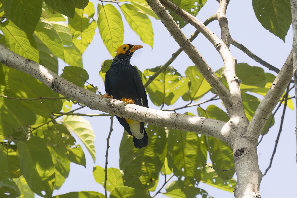 Yellow-faced Myna - ML626954249