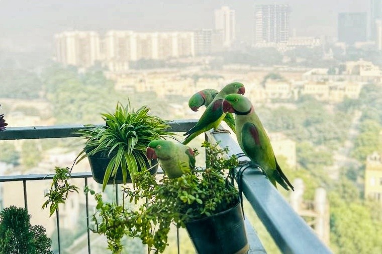 Alexandrine Parakeet - ML626954283