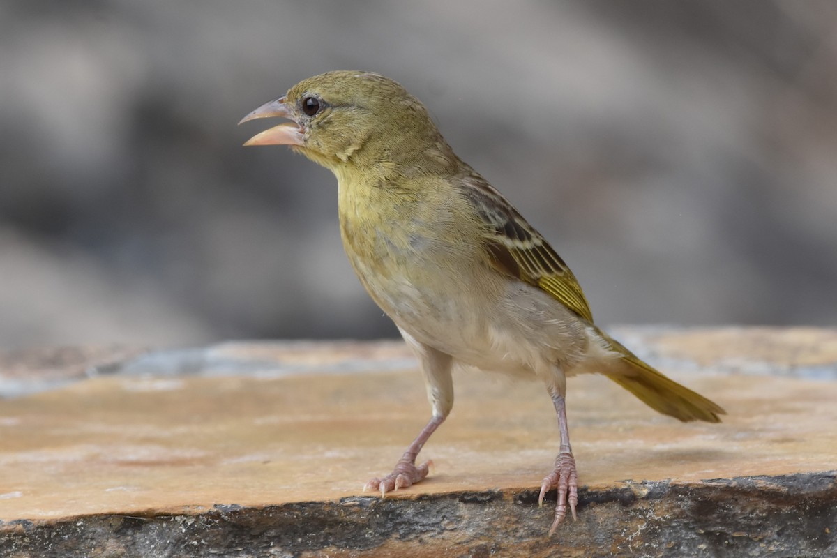 Rüppell's Weaver - ML626954290