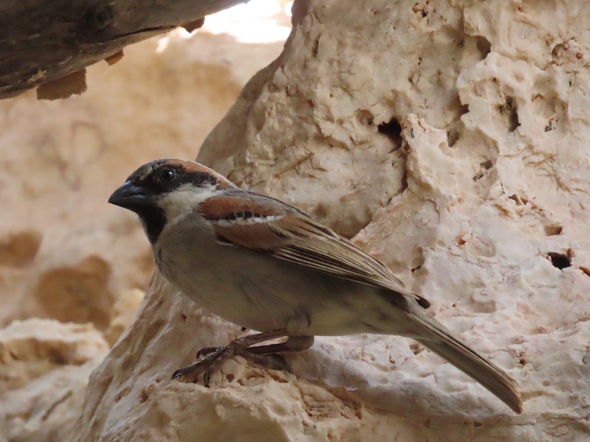 vrabec sokoterský - ML626954303