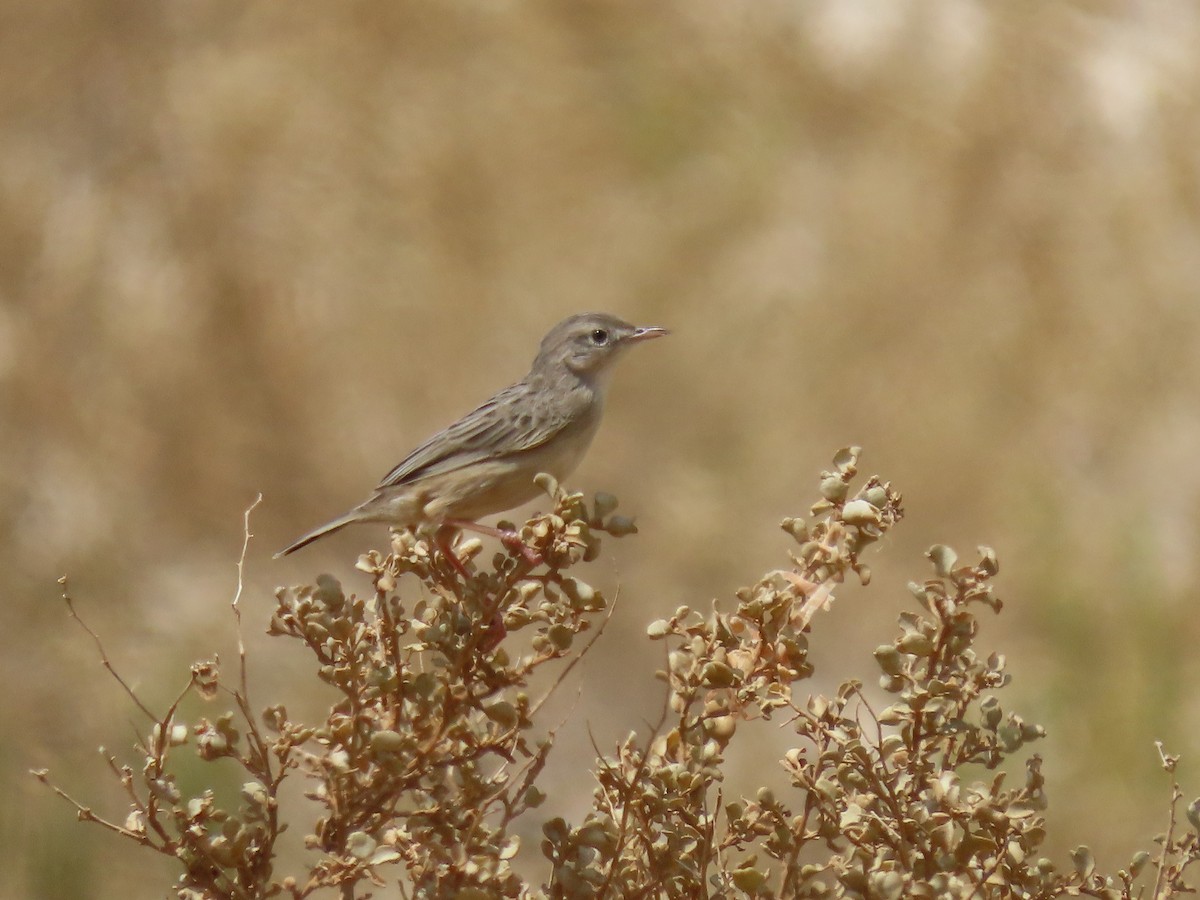 Socotra Cisticola - ML626954330