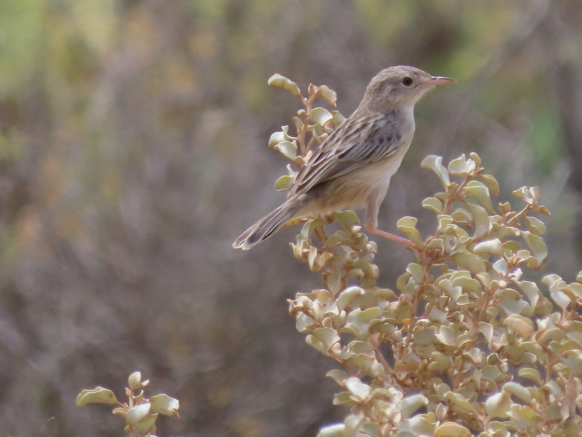 Socotra Cisticola - ML626954331