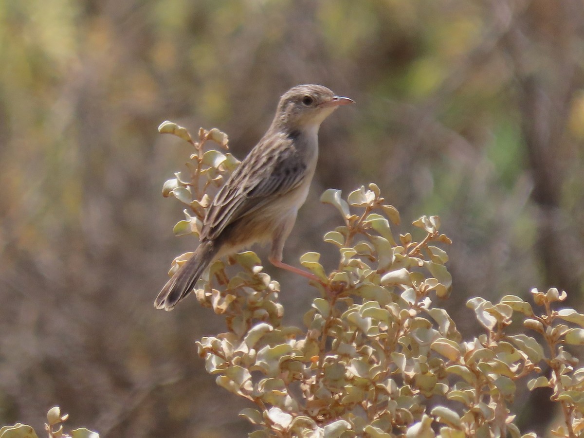 Socotra Cisticola - ML626954332