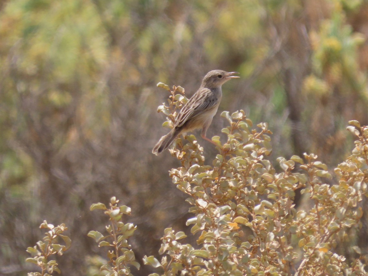 Socotra Cisticola - ML626954333