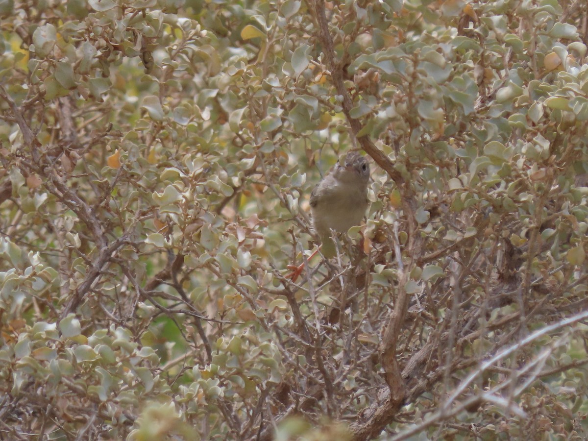 Socotra Cisticola - ML626954334