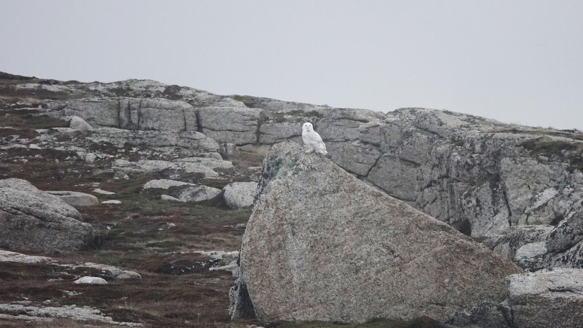 Harfang des neiges - ML626954387