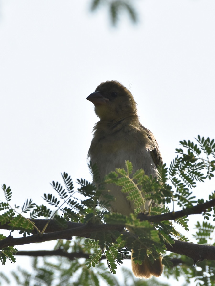 Rüppell's Weaver - ML626954466