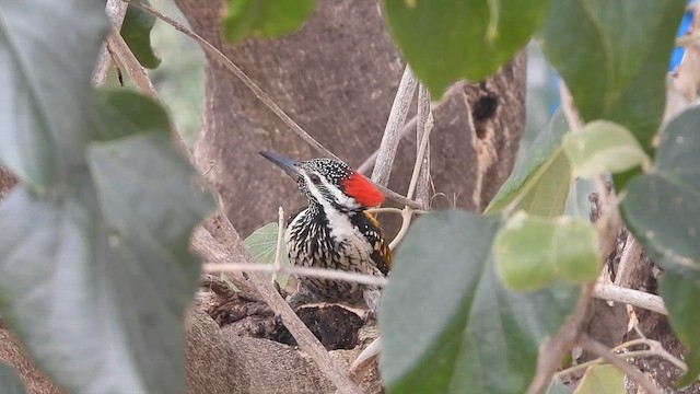 Black-rumped Flameback - ML626954617