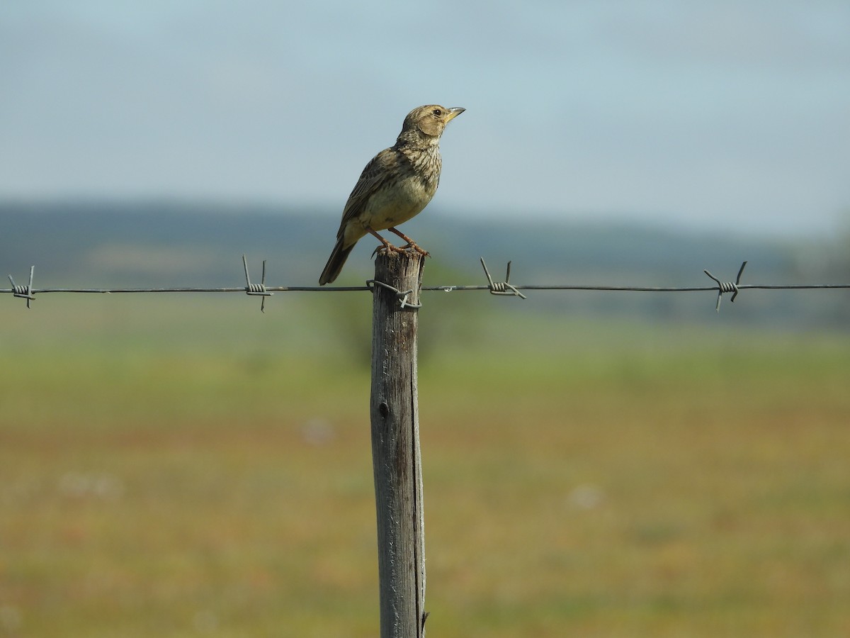 Large-billed Lark - ML626954750