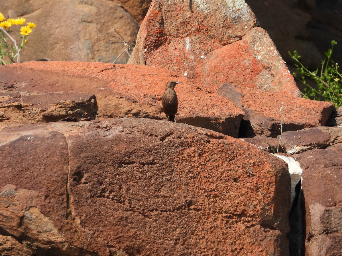 Southern Anteater-Chat - ML626954771