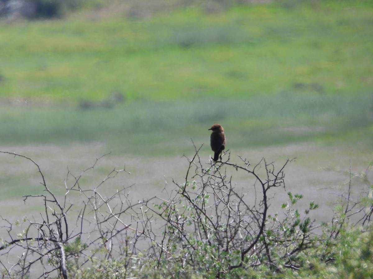 Gray-backed Cisticola - ML626954924