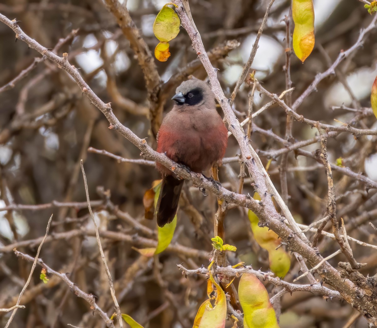 Black-faced Waxbill - ML626955010