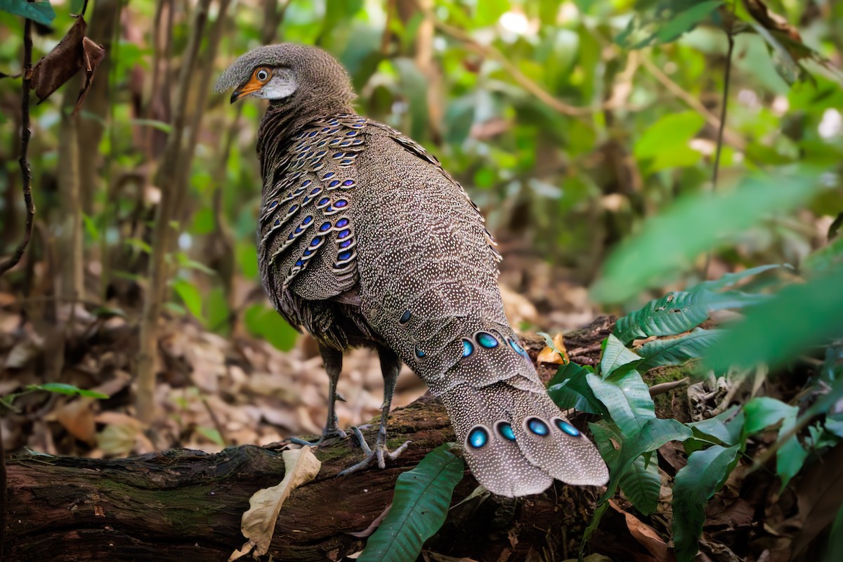 Gray Peacock-Pheasant - ML626955070