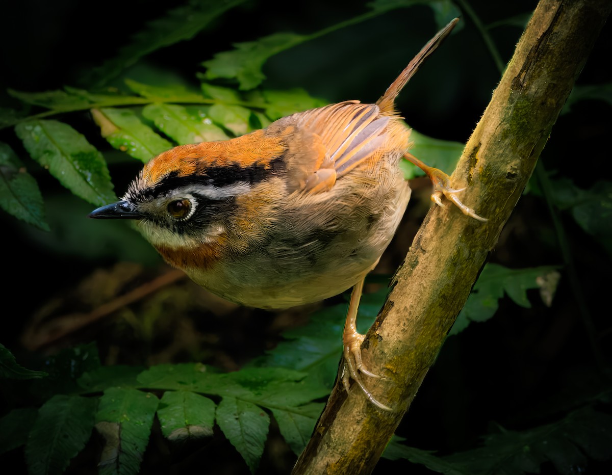 Rufous-throated Fulvetta - ML626955508