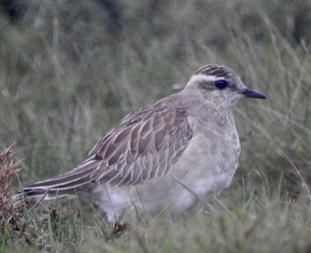 Txirri lepokoduna - ML626955509