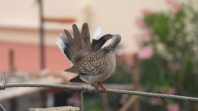 Spotted Dove - ML626955531