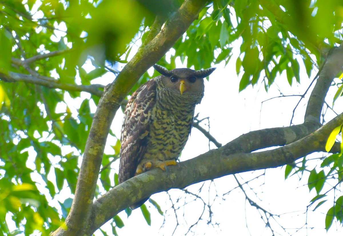 Spot-bellied Eagle-Owl - ML626955548