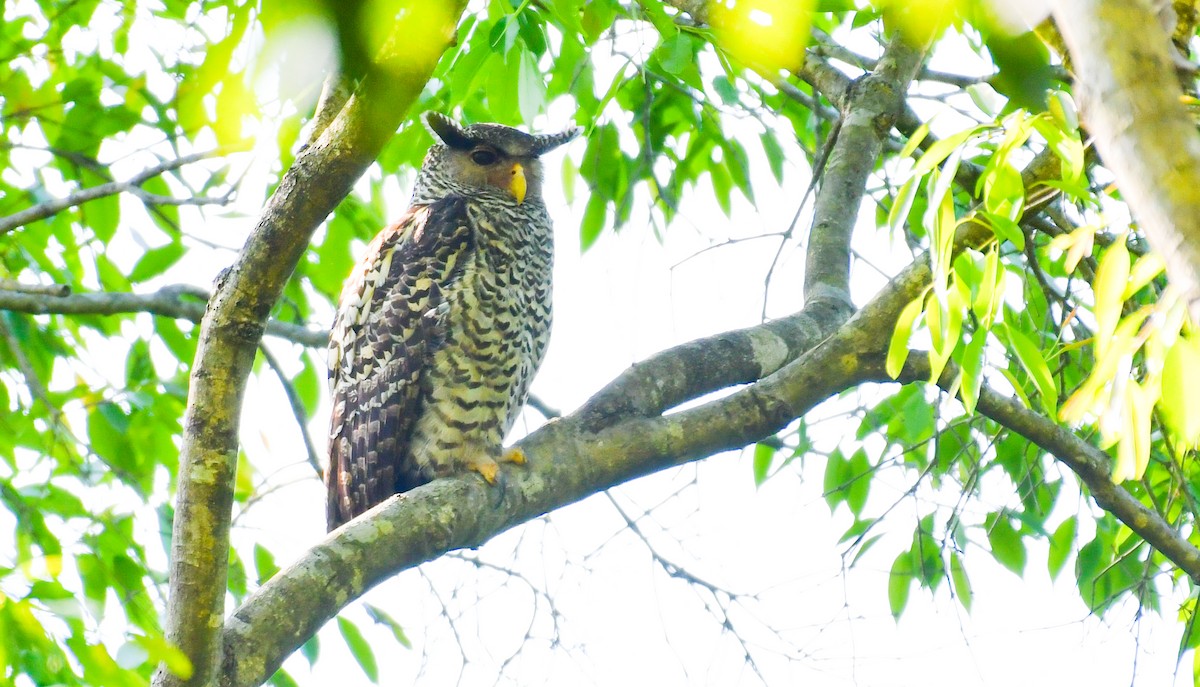 Spot-bellied Eagle-Owl - ML626955549