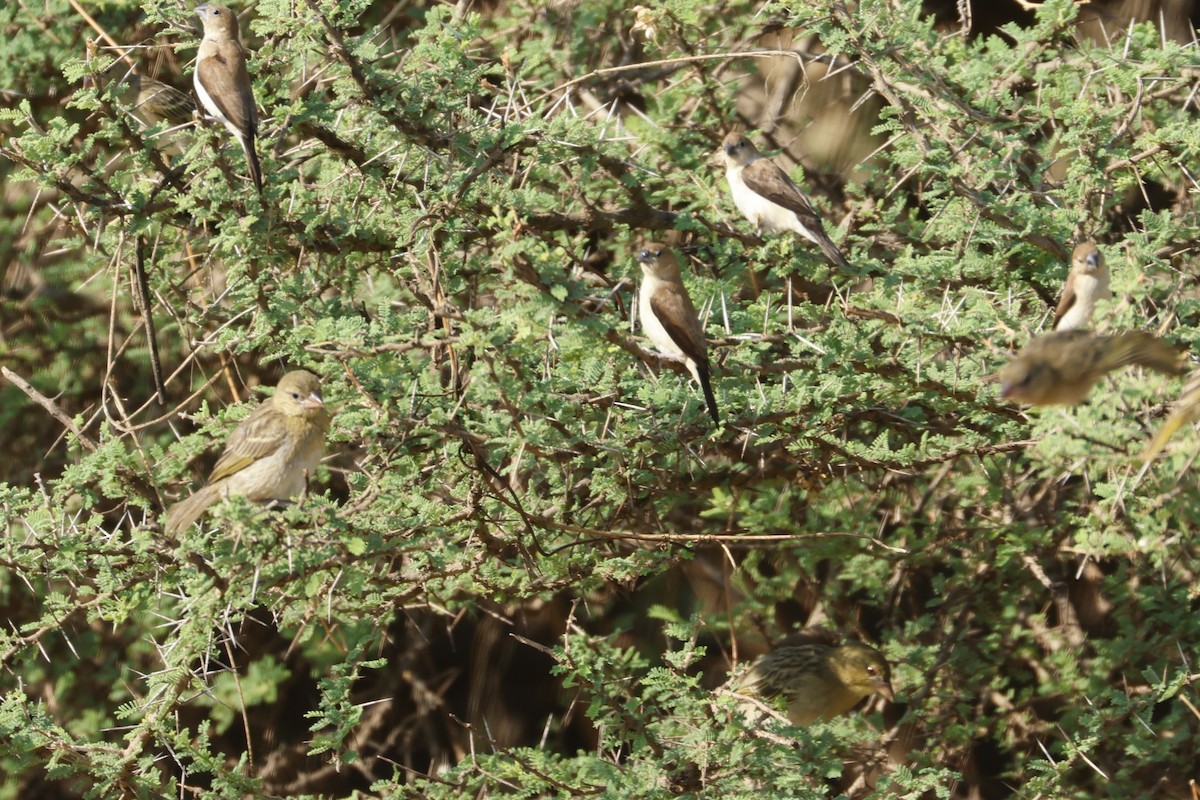 Rüppell's Weaver - ML626955687