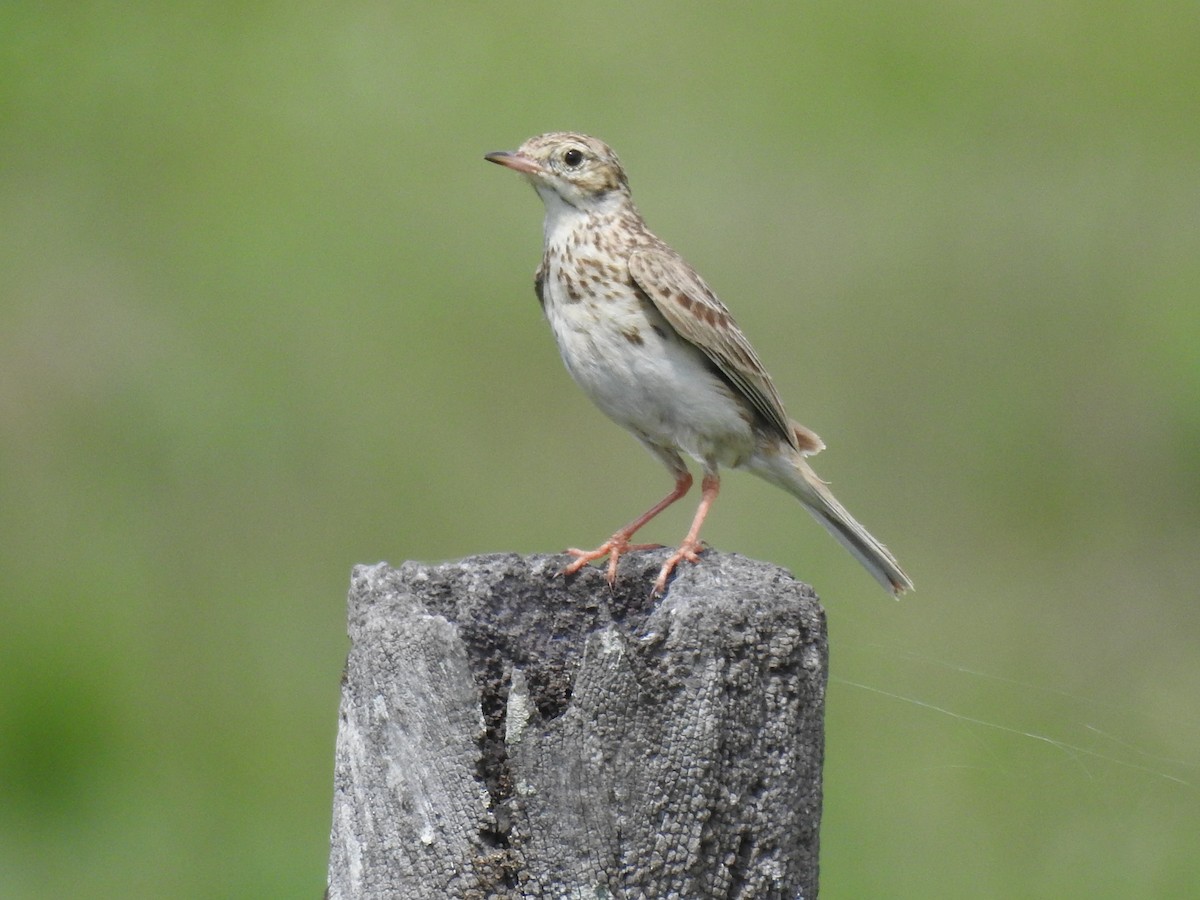 Pampas Pipit - ML626955691