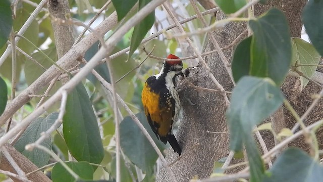 Black-rumped Flameback - ML626956184