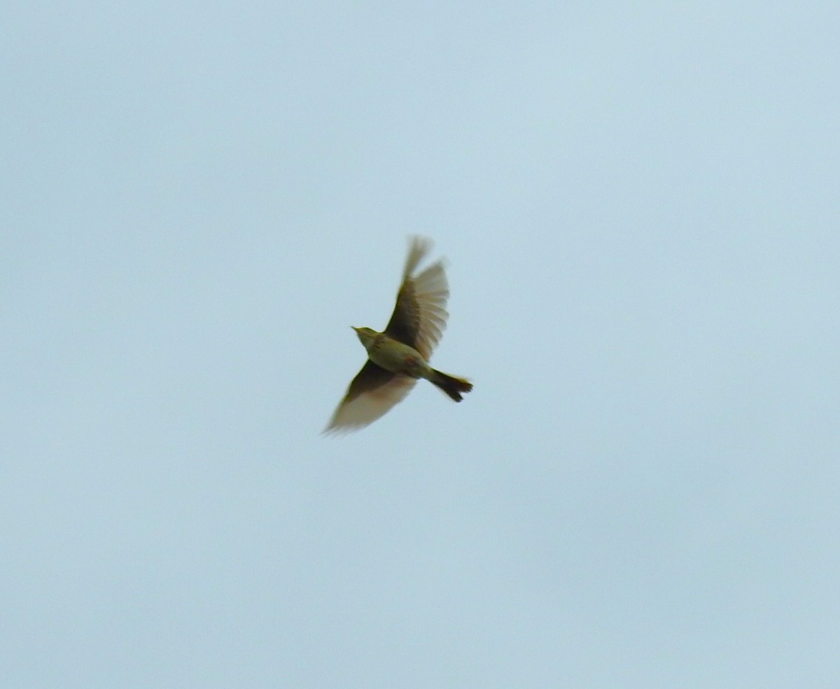 Pampas Pipit - ML626956210