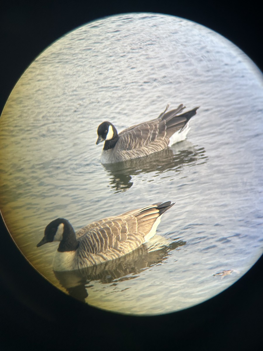 Cackling Goose - ML626956279
