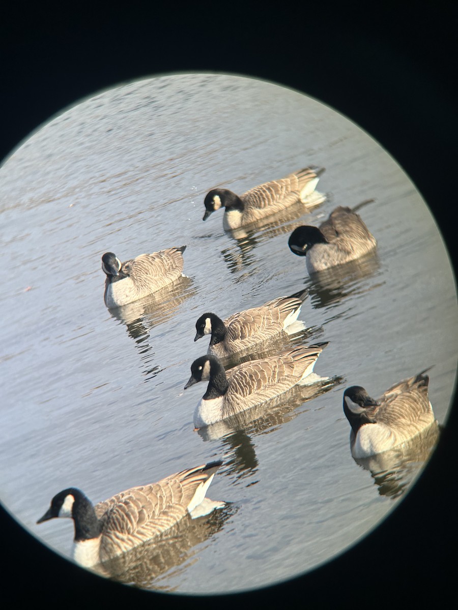Cackling Goose - ML626956280