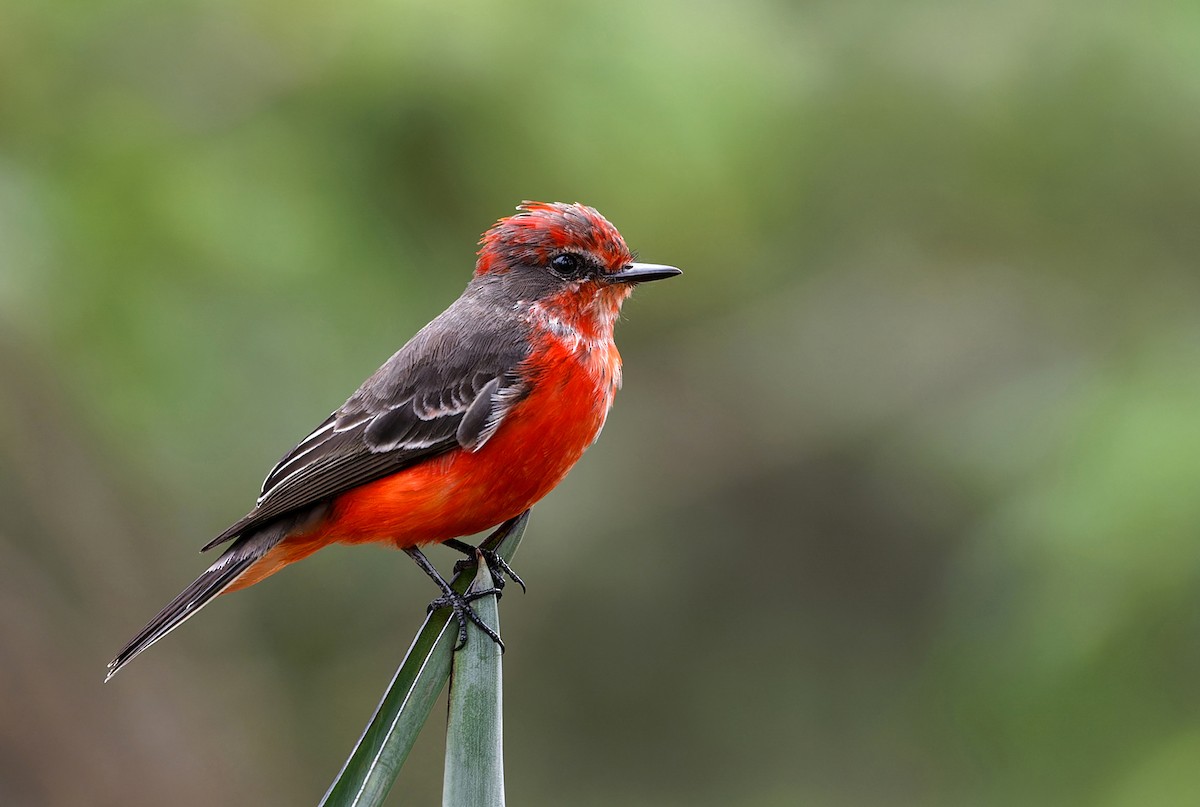 Vermilion Flycatcher - ML626956355