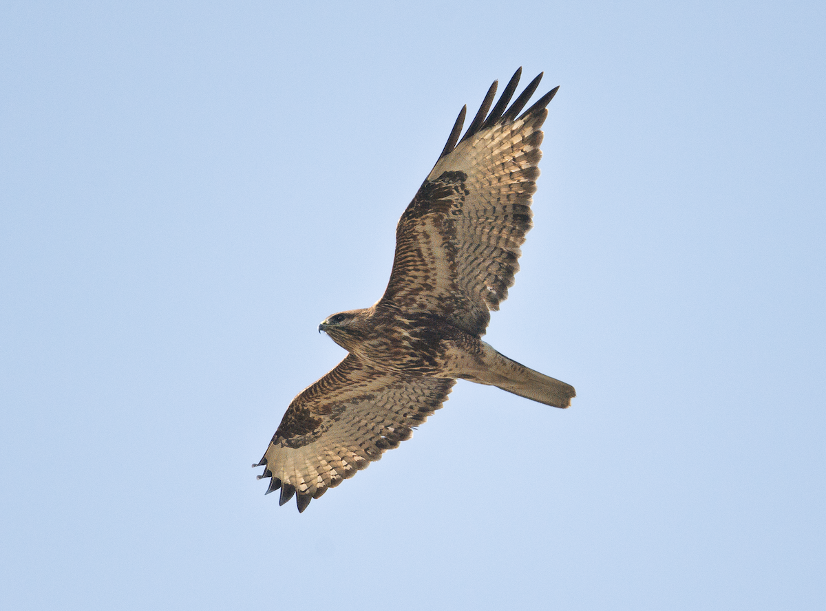Himalayan Buzzard - ML626956392