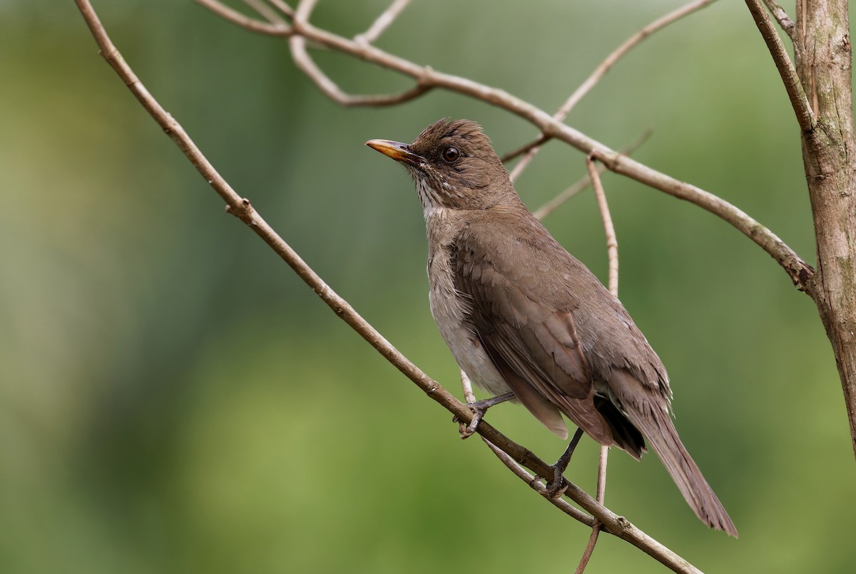 Creamy-bellied Thrush - ML626956394