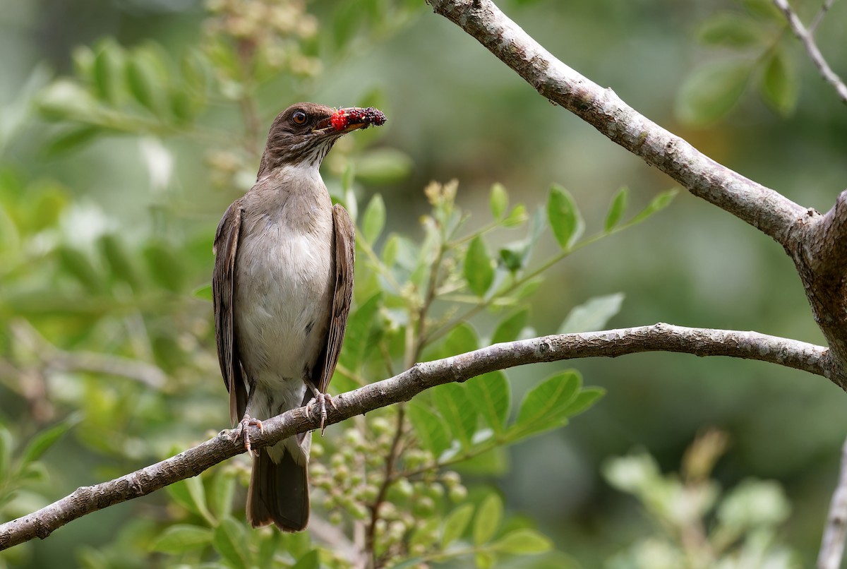 Creamy-bellied Thrush - ML626956395