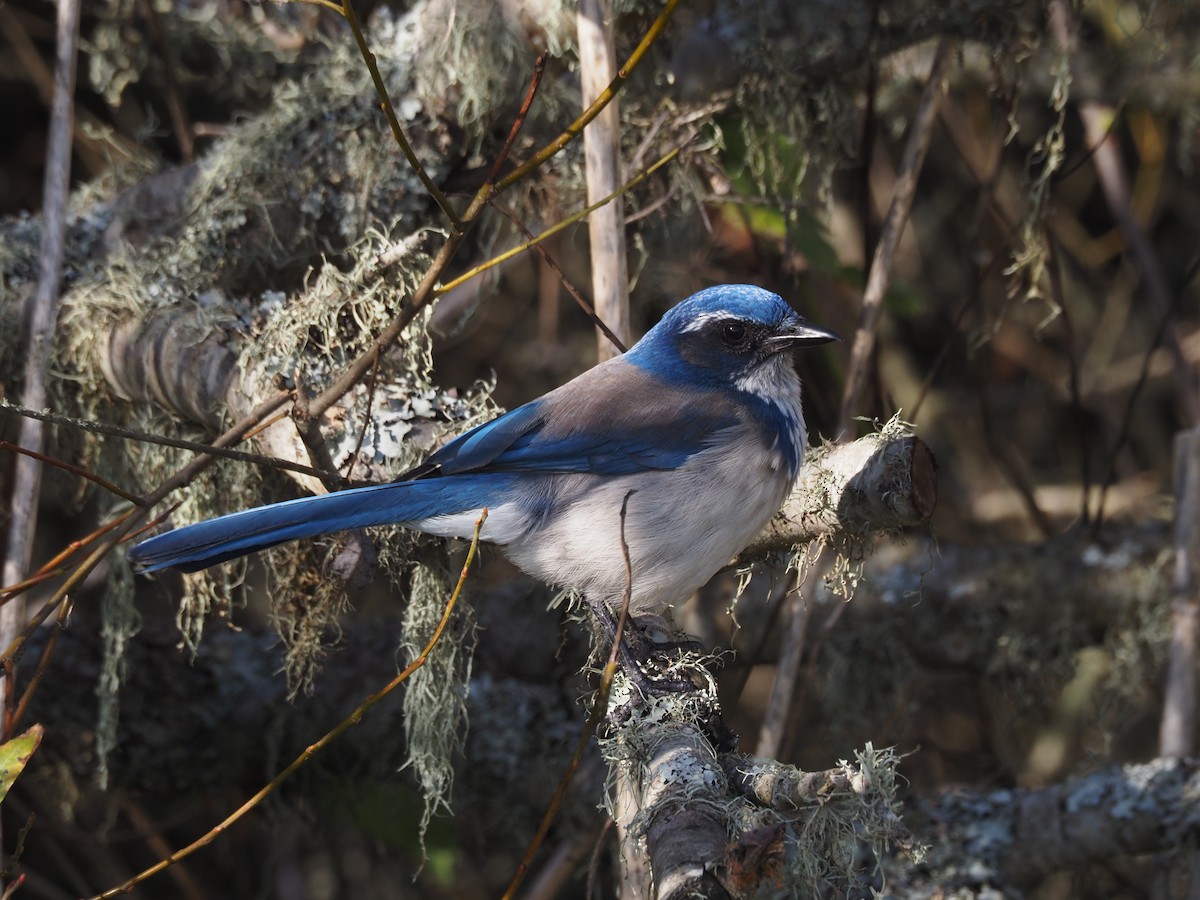 California Scrub-Jay - ML626956441