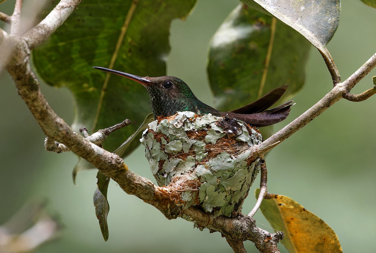 Glittering-throated Emerald - ML626956543