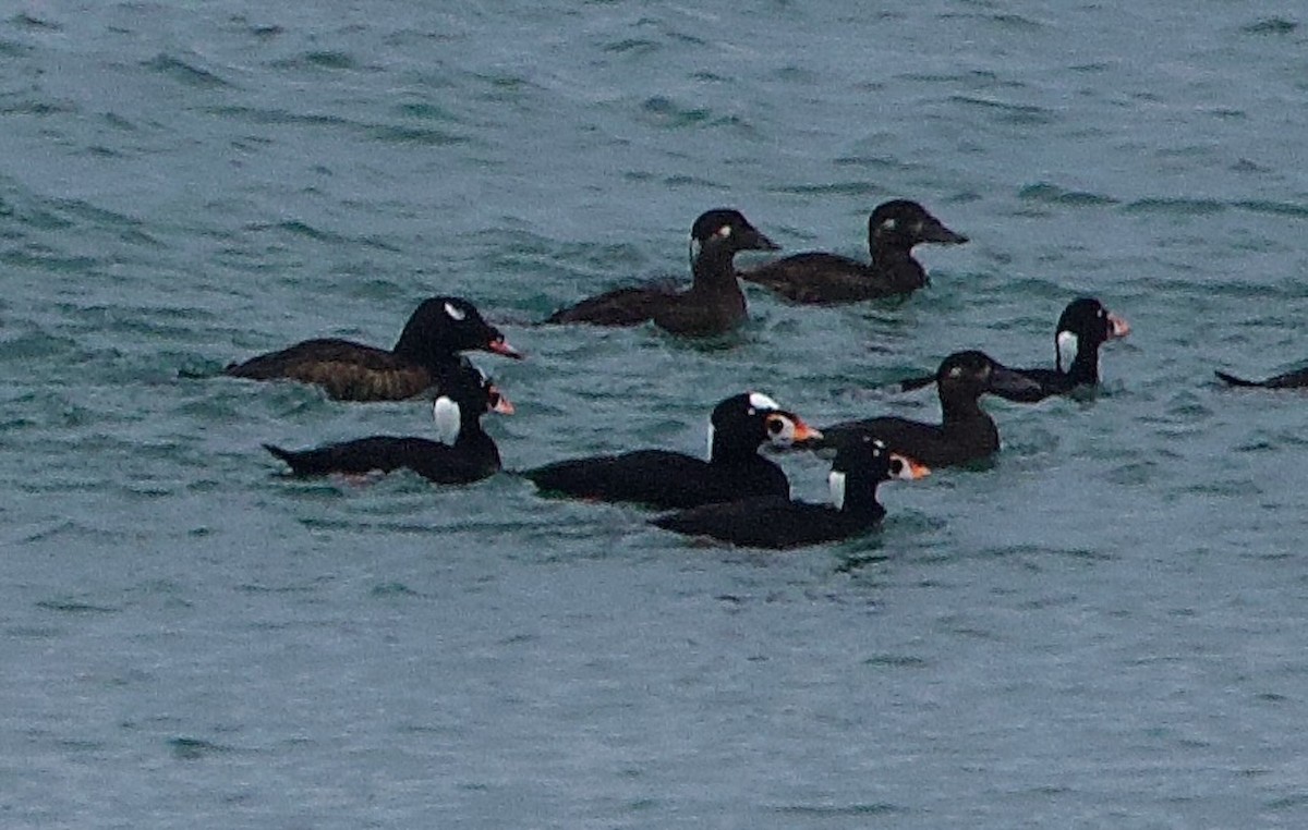 White-winged Scoter - ML626956659