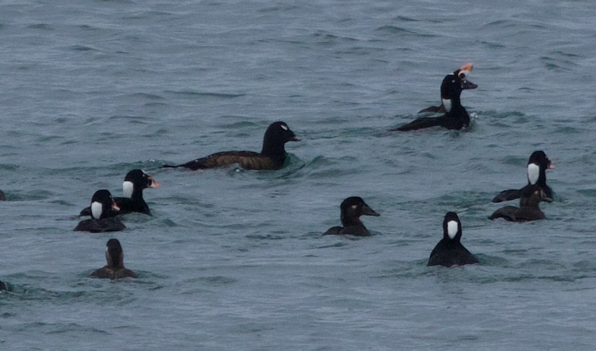 White-winged Scoter - ML626956660