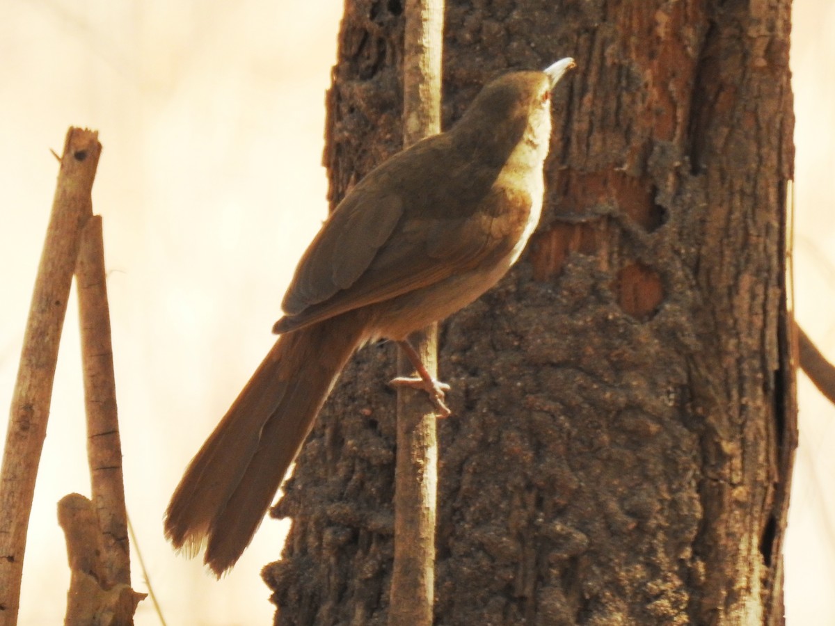 Terrestrial Brownbul - ML626957066