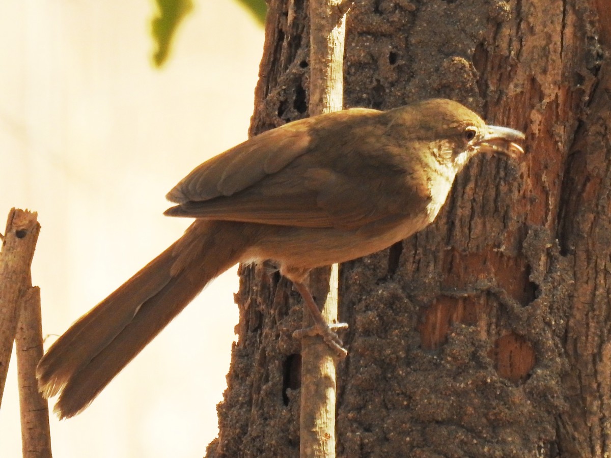 Terrestrial Brownbul - ML626957067