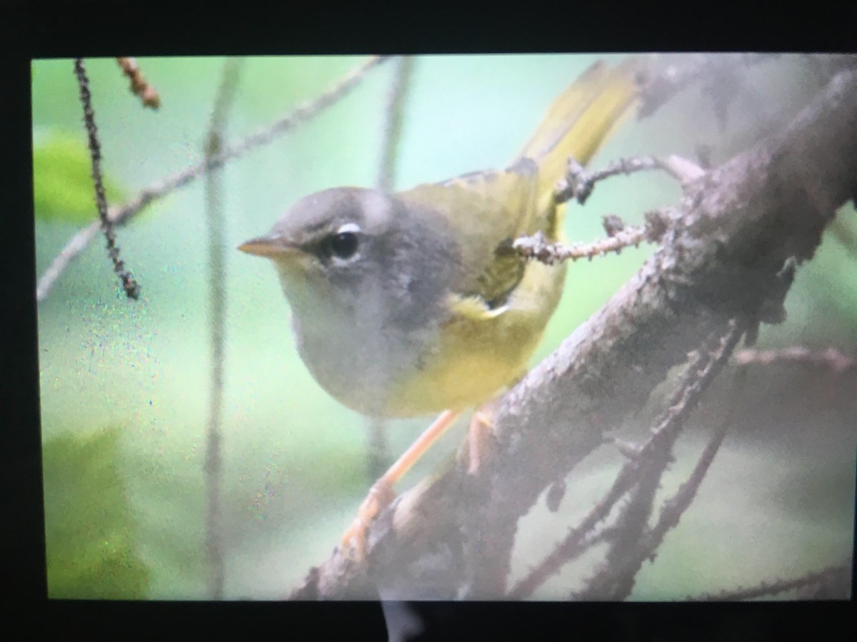 kjerrparula - ML626957087
